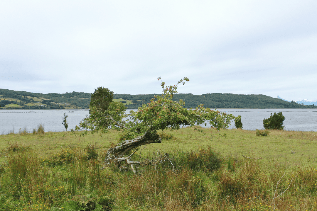 can4